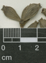 Laguncularia racemosa (L.) C. F. Gaertn., Sediles 444, F