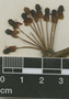 Garcinia intermedia (Pittier) Hammel, W. A. Schipp 1001, F