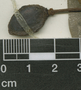 Garcinia intermedia (Pittier) Hammel, G. R. Proctor 36082, F