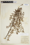 Turnera diffusa Willd. ex Schult., H. H. Bartlett 11519, F