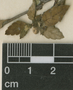 Turnera aromatica Arbo, H. H. Bartlett 11303, F