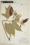 Trichospermum grewiifolium (A. Rich.) Kosterm., P. H. Gentle 1872, F