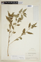 Corchorus hirtus L., P. C. Standley 79088, F
