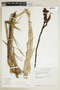 Cyrtopodium punctatum (L.) Lindl., W. Davis 1251, F