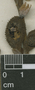 Canna indica L., P. C. Standley 88755, F