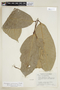 Anaxagorea guatemalensis Standl., J. A. Steyermark 41580, F