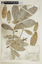 Annona muricata L., C. L. Lundell 982, F