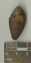 Elaeodendron xylocarpum (Vent.) DC., J. A. Steyermark 88671, F