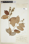 Couepia polyandra (Kunth) Rose, E. Matuda 3102, F