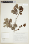 Conocarpus erectus f. sericeus (Fors ex DC.) Stace, J. I. Calzada 8494, F