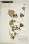 Ipomoea batatas (L.) Lam., J. A. Steyermark 31458, F