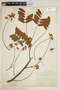 Cassia grandis L. f., W. Barbey 9, F