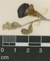 Macroptilium atropurpureum (DC.) Urb., J. D. Sauer 2411, F
