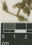 Clidemia petiolaris (Schltdl. & Cham.) Schltdl. ex Triana, J. H. Beaman 6440, F