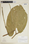 Piper auritum Kunth, D. L. Spellman 1884, F