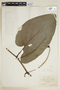 Piper auritum Kunth, C. L. Lundell 611, F