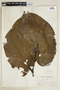 Piper auritum Kunth, P. C. Standley 90005, F