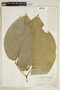 Piper auritum Kunth, P. C. Standley 79003, F