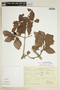 Randia monantha Benth., J. I. Calzada 4525, F