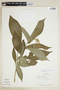 Psychotria pubescens Sw., J. D. Dwyer 11526, F