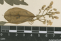 Cardiospermum grandiflorum Sw., P. H. Allen 5883, F