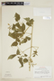 Cardiospermum grandiflorum Sw., R. Tún Ortíz 1394, F