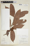 Pouteria izabalensis (Standl.) Baehni, P. H. Gentle 7158, F