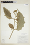 Solanum enoplocalyx Dunal, F. Ventura A. 15586, F
