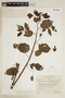 Byttneria aculeata (Jacq.) Jacq., J. M. Orozco Casorla 473, F