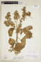 Heliocarpus americanus subsp. popayanensis (Kunth) Meijer, D. E. Breedlove 9460, F