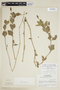 Phyla fruticosa (Mill.) K. Kenn. ex Wunderlin & B. F. Hansen, R. Tún Ortíz 1260, F