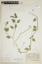 Phyla fruticosa (Mill.) K. Kenn. ex Wunderlin & B. F. Hansen, C. L. Lundell 823, F