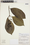 Palicourea subfusca (Müll. Arg.) C. M. Taylor, PERU, B. Bennett 4238, F