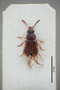 2819598 Anthobium obtusicolle ST d IN