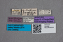 2819599 Anthobium parallelum ST labels IN