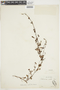 Asteranthera ovata (Cav.) Hanst., CHILE, F