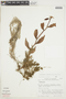 Codonanthopsis dissimulata (H. E. Moore) Wiehler, ECUADOR, F
