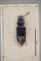 2819638 Omalium altivagans HT d IN
