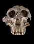 40257: Paranthropus boisei