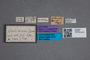 2819644 Omalium italicum ST labels IN