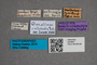 2819647 Omalium mesopotamicum HT labels IN