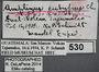 530 Amplinus eutypus HT IN labels