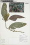 Aphelandra aurantiaca var. aurantiaca, Peru, J. G. Graham 622, F