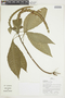 Aphelandra ferreyrae Wassh., Peru, J. Schunke Vigo 15789, F