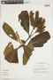 Aphelandra acanthifolia Hook., PERU, F