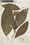 Aphelandra acanthifolia Hook., ECUADOR, F