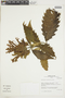 Aphelandra acanthifolia Hook., PERU, F