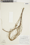 Aphelandra aurantiaca var. stenophylla Standl., PERU, F