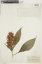 Aphelandra aurantiaca (Scheidw.) Lindl., PERU, F