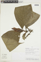Aphelandra aurantiaca (Scheidw.) Lindl., PERU, F